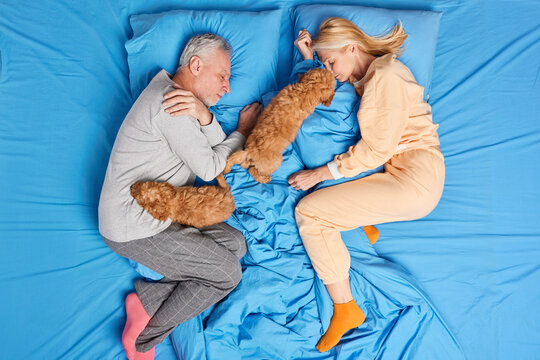 Top view of middle aged couple have rest in bed sleep deeply together with favorite pets enjoy peaceful nap have good relationship pose on blue soft bedclothes. Sweet dreams good rest concept - Powered by Adobe