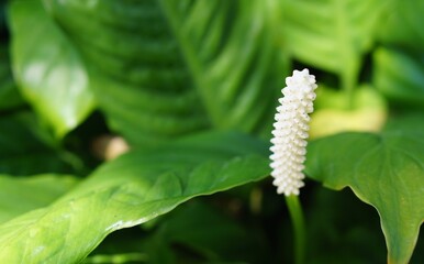 close up of aloe plant