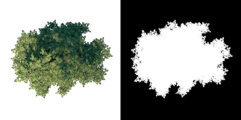 Top view of Tree (Aliso Alder Tree 1) Plant png with alpha channel to cutout made with 3D render 