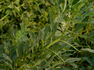 Broad bean plants in flower, variety Witkiem Manita, Vicia Faba also known as field bean, fava,...