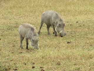warthogs in the wild