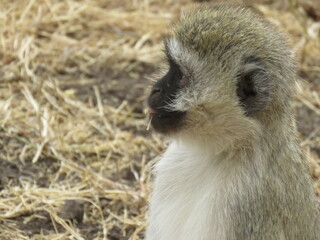 baby monkey with his tongue out