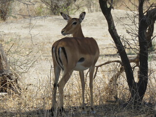 impala in the savannah