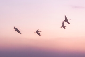 Blurred background of flock of flying storks in the sun rise sky.