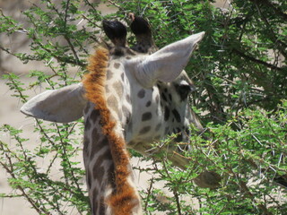 giraffe eating grass