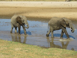 elephants in the water
