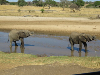 elephants in the water