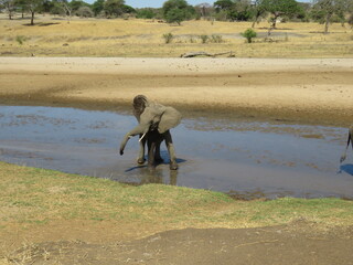 elephant calf in the water