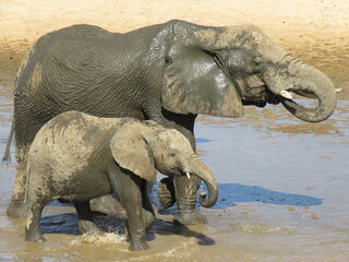 african elephant walking