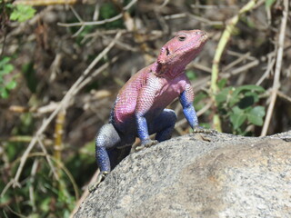 lizard on the rock