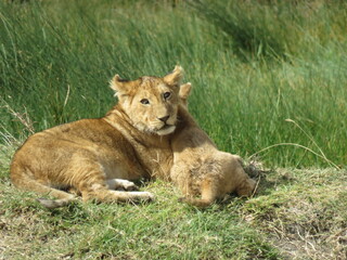 Plakat lioness and cubs