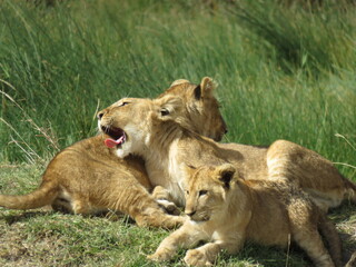 Naklejka na ściany i meble lioness and cubs