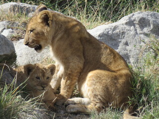 lioness and cubs