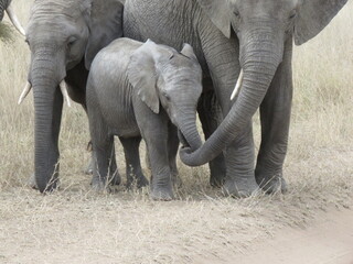 african elephant calf