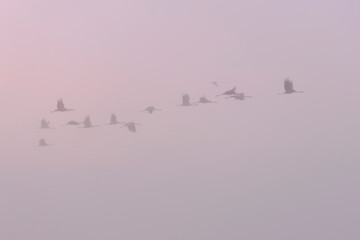Blurred background of a storks in the morning fog.