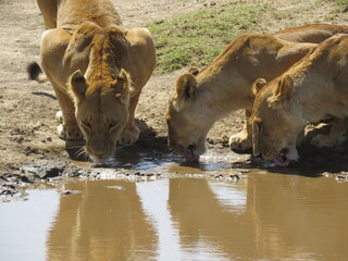 lioness drinking from a lake