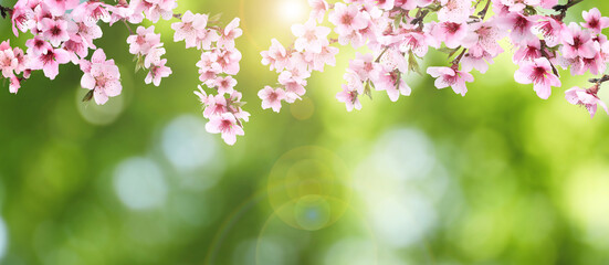 Amazing spring blossom. Tree branches with beautiful flowers outdoors, banner design