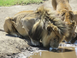 lion drinking from a lake