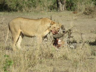 lioness eating a zebra
