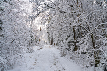 Winter Wald in Wiesbaden, Schnee auf den B&auml;umen