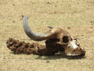 buffalo skull