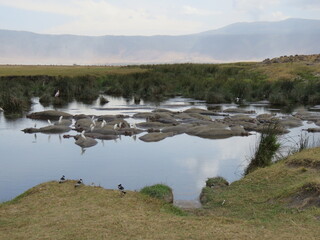 hippopotamus in the river