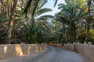 Fototapeta premium Al Ain Oasis, United Arab Emirates