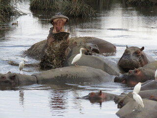 Fototapeta premium hippopotamus in the river