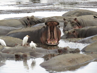 hippopotamus in the water