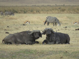 wildebeest in serengeti