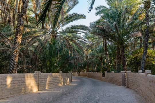 Al Ain Oasis, United Arab Emirates
