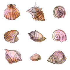 Set of sea shells. Simple pencil drawing. Manual graphics.