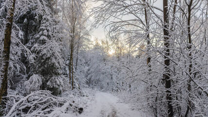 Winter Wald in Wiesbaden, Schnee auf den Bäumen
