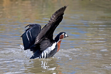 Red-breasted Goose, Branta ruficollis, stretching a wing