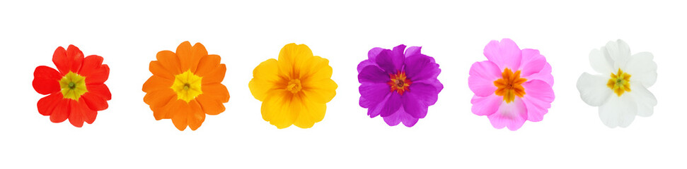 Set with different beautiful primula (primrose) flowers on white background, banner design. Spring blossom