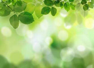 Beautiful green leaves on blurred background, space for text. Spring season