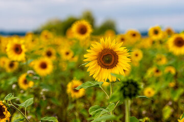 Fototapeta premium beautiful sunflowers against a blue sky in the field