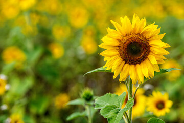 sunflower field in sunshine, bright vibrant flower landscape in summer time