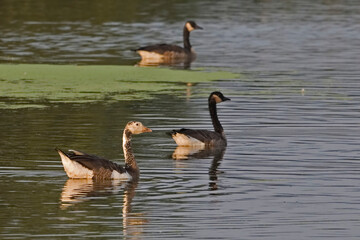 Snow Goose, Chen caerulescens, and Canada Goose, Branta canadensis, hybrid