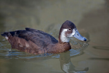 Close up view of a female Southern Pochard, Netta erythrophthalma