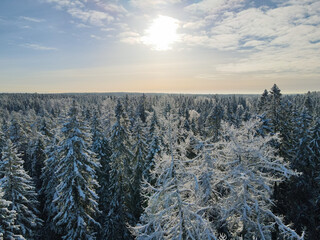 Drone shot of trees covered with hoarfrost and snow. Winter forest aerial view at sunny day. Top view to wood from bird's eye. Amazing winter scene. Winter background
