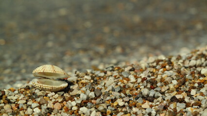crab on the sand