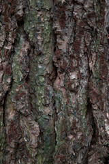 Old grizzled tree bark background from an English forest. Abstract tree trunk woods
