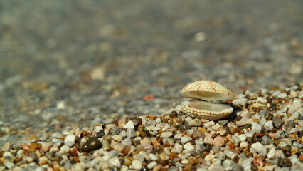 shells on the beach