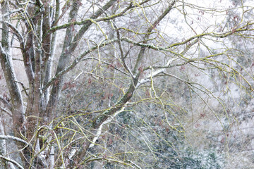 Blurred background of trees brunches covered with snow fall. Winter outside  background.