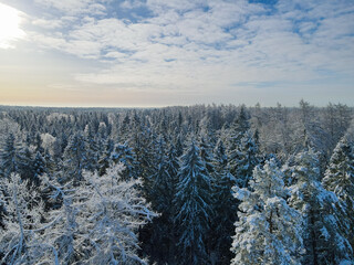 Sunny Winter forest aerial view at sunny day. Drone shot of trees covered with hoarfrost and snow. Top view to wood from bird's eye. Amazing winter scene. Winter background