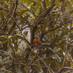 Winter Robin eating from a coconut