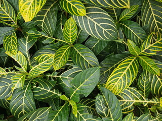 wallpaper Garden Croton leaf, Codiaeum variegatum. Popular trees to decorate the garden.