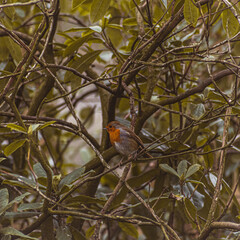 Winter Robin eating from a coconut