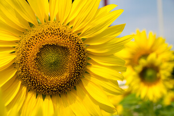 Obraz premium Close-up of sunflower, sunflower in the field on summer